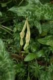 Arum italicum subsp. italicum 'Marmoratum' RCP5-2015 083.JPG